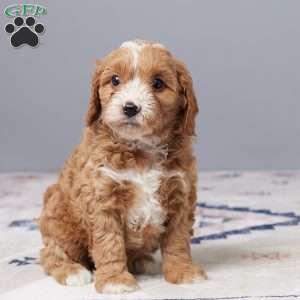 Bentley, Cavapoo Puppy